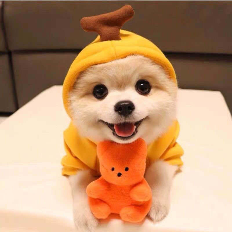 Turn dog cat all medium-sized dog autumn and winter hoodie fleece coat to take pet teddy method